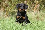 BEAUCERON - PUPPIES 163